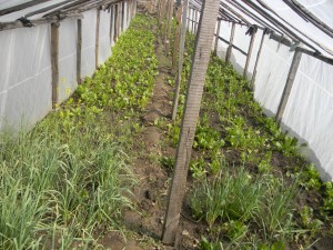 img-soutienet-cooperatives-de-femme-pour-production-de-legumes-